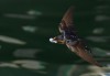 Welcome Swallow 